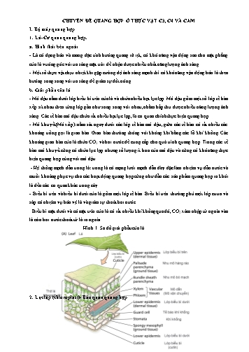 Chuyên đề Quang hợp ở thực vật C3, C4 và cam